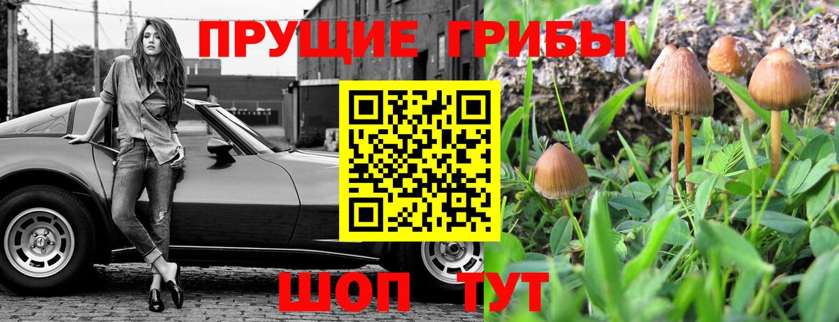 Псилоцибиновые грибы Cubensis  Вход с VPN  Кувандык 